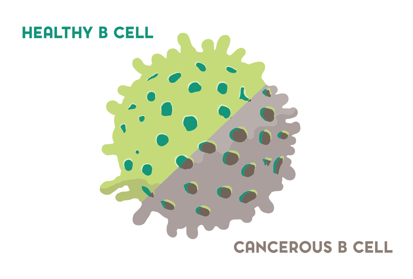 Healthy B cell vs. cancerous B cell