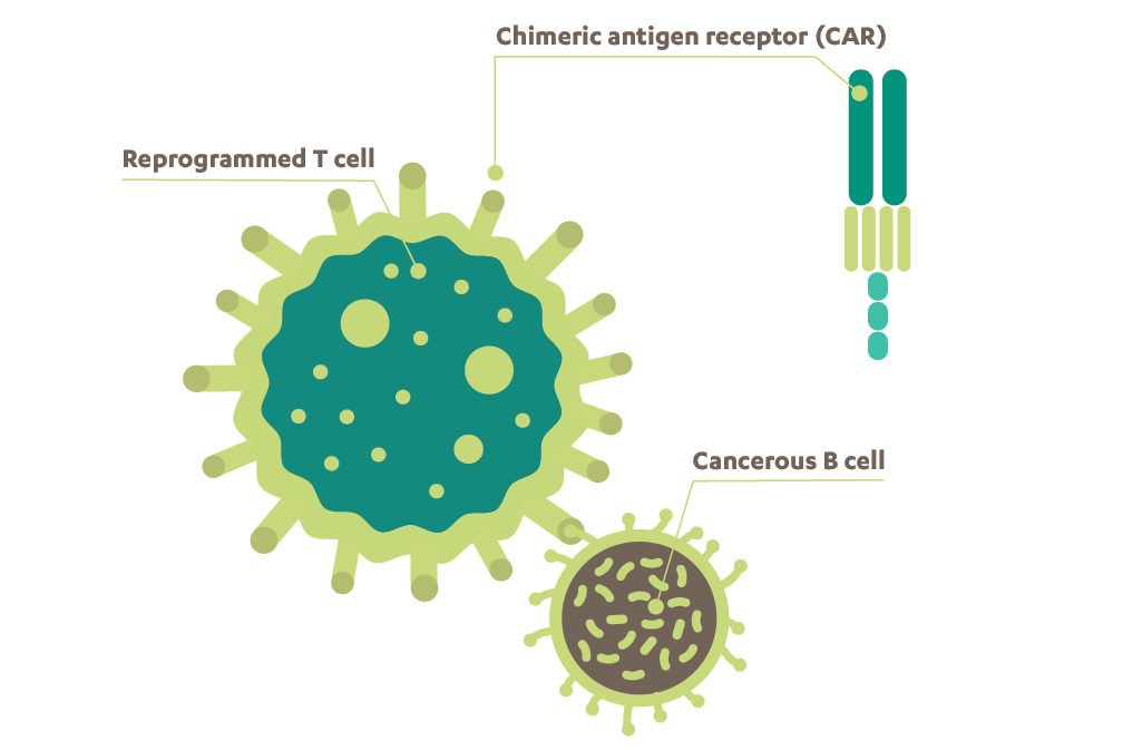 A cancerous B cell, reprogrammed T cell and chimeric antigen receptor to show the CAR-T cell therapy mechanism of action